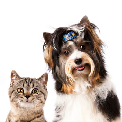 Pets