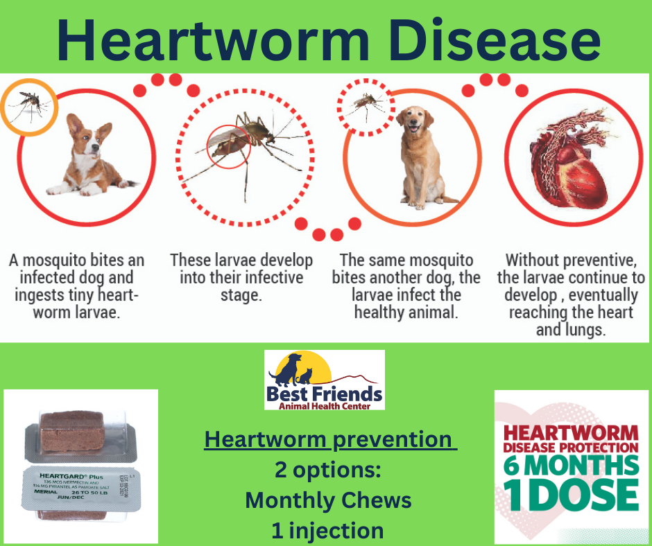 Heartworm 